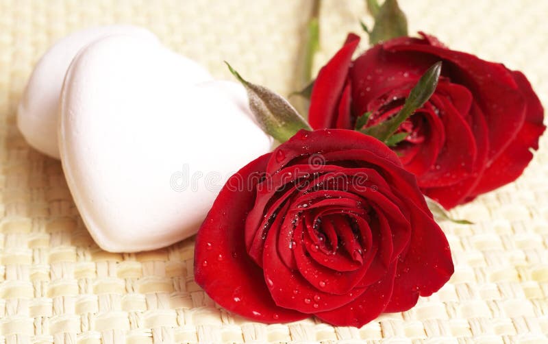 Dark red roses with water drops