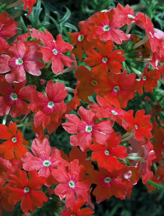 Dark Red Trailing Verbena Flowers Stock Image - Image of ...