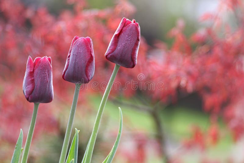 Dark red tulips in the garden