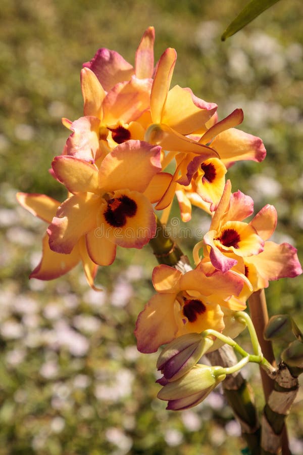 Dark red, yellow and pink Cattleya orchid blooms in a garden