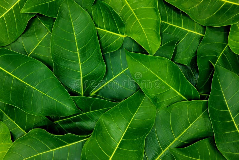 Dark Saturated Green Leaves Wallpaper Background for a Natural Tropical  Summer Texture Pattern. Stock Photo - Image of detail, cool: 184717144