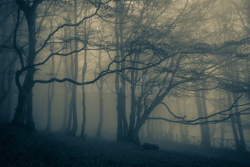 Dark Scary Horror Forest Scene in the Park of Mount Cucco, Umbria, Italy  Stock Image - Image of background, monte: 165993935
