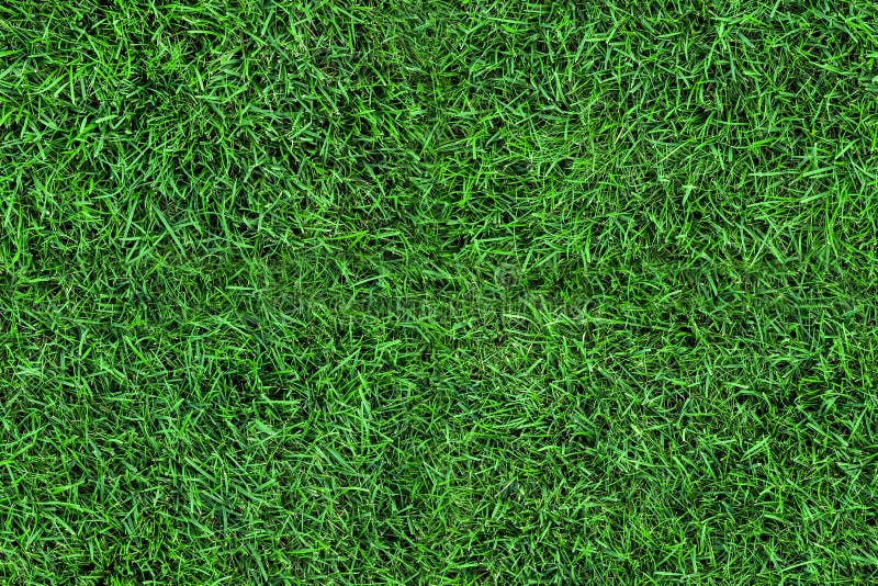 Dark Seamless Green Grass Texture Background. Fresh Lawn Field View Frim  Above Stock Image - Image of field, empty: 124694791