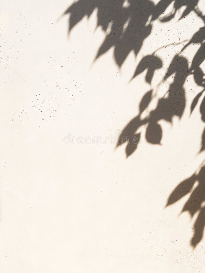 Dark shadow of the tree leaves on white wall. Abstract nature concept blurred background. Copy space royalty free stock photography Dark shadow of the tree leaves on white wall. Abstract nature concept blurred background. Copy space royalty free stock photography