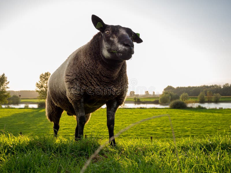 dark sheep dark sheep