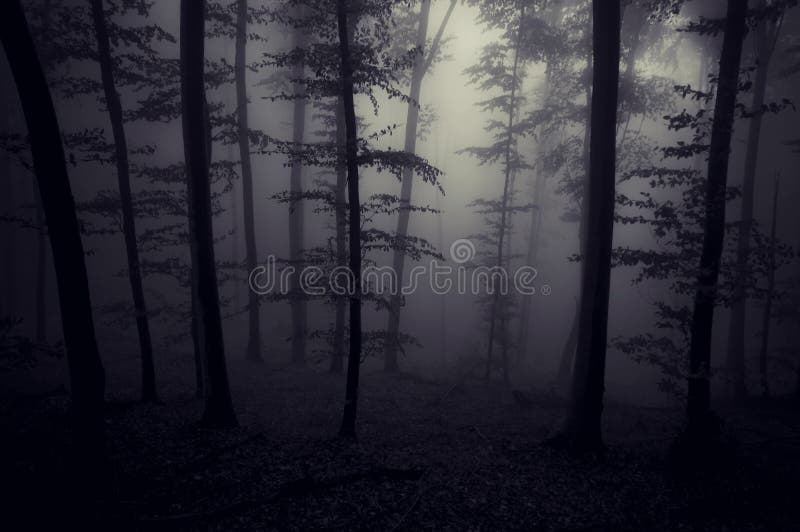 Dark spooky creepy forest with fog at night royalty free stock photo Dark spooky creepy forest with fog at night royalty free stock photo