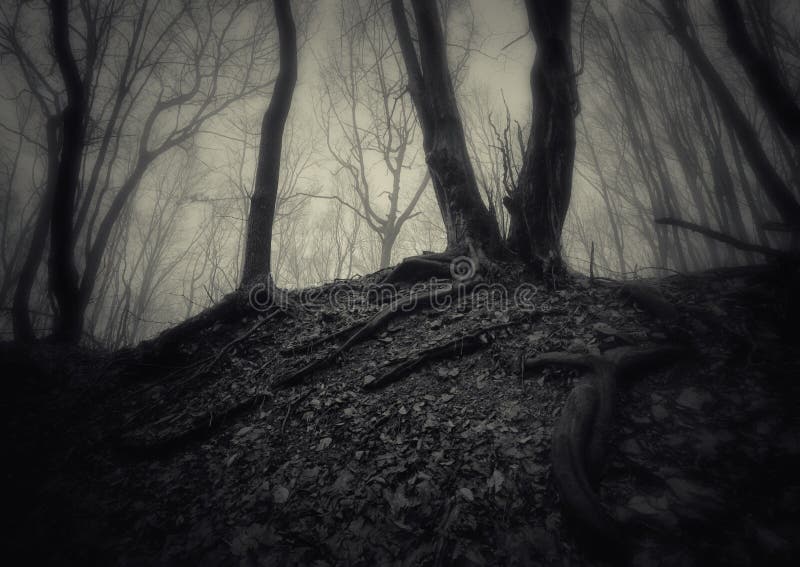 Dark spooky forest with fog on Halloween at night