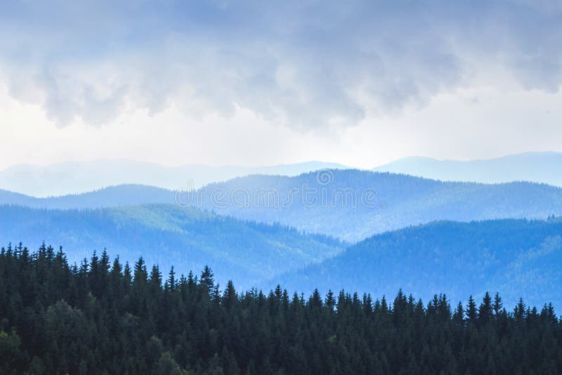 Dark Spruce on a Background of Blue Mountains in Cloudy Weather_ Stock