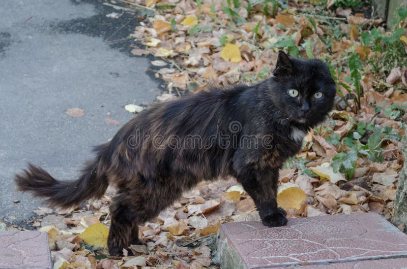 Dark Street Cat with One Ear Stock Image Image of animal, outdoors