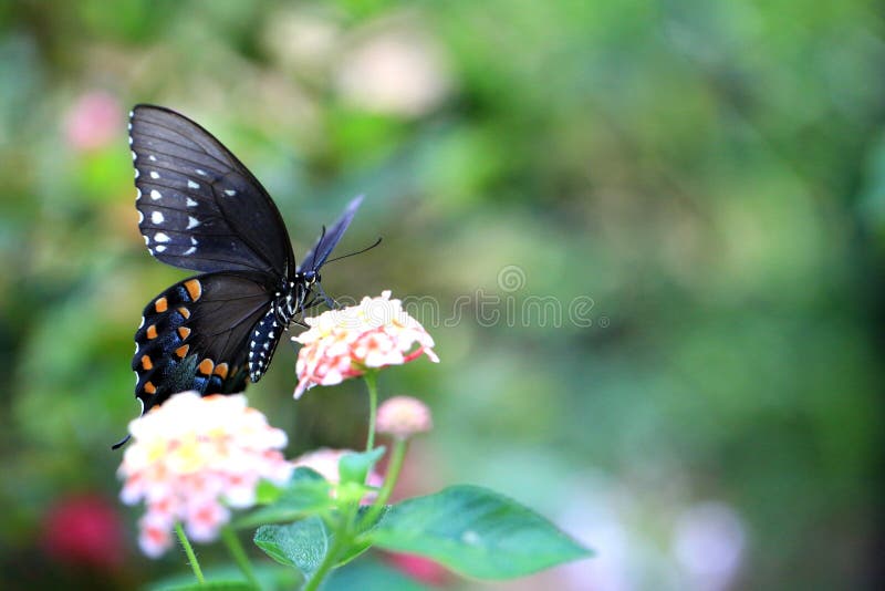 Beautiful Dark Swallowtail Butterfly on big sage flower. Beautiful Dark Swallowtail Butterfly on big sage flower