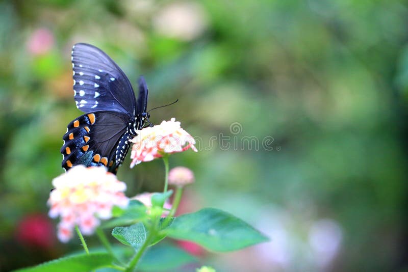 Beautiful Dark Swallowtail Butterfly on Big Sage flower. Beautiful Dark Swallowtail Butterfly on Big Sage flower