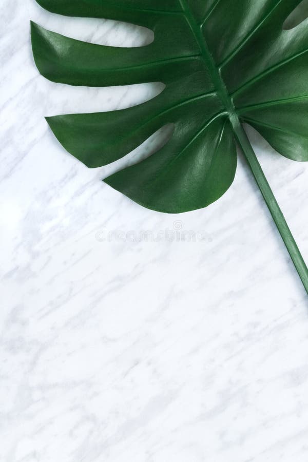 Dark tropical Monstera leaf on marble background