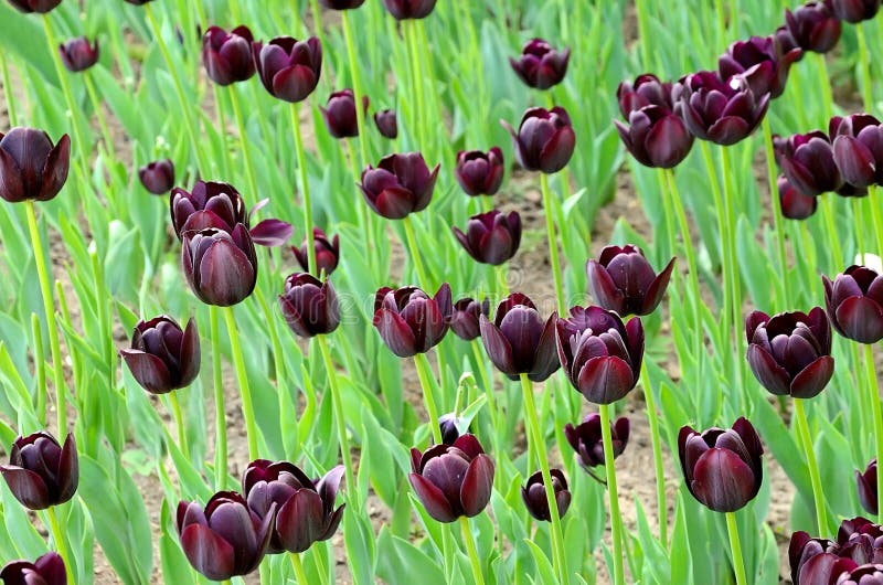 Dark tulip blooming stock photo. Image of flower, flowerbed 25132808