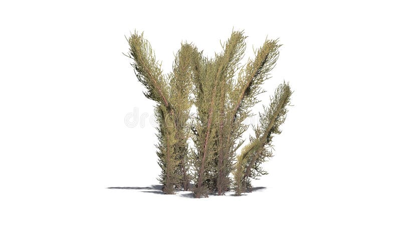 Dark tumble Grass plants on sand erea