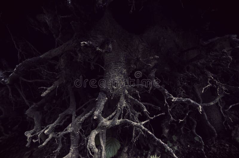 Dark twisted roots in scary forest