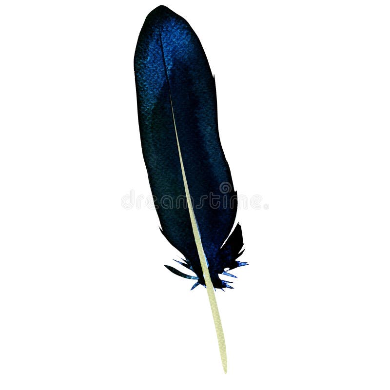 Dark vibrant feather, beautiful black feathers, bird fly design, isolated, hand drawn watercolor illustration on white