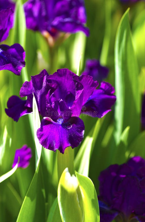 Violet Iris Flower Isolated Stock Photo Image of bright, violet 31456930