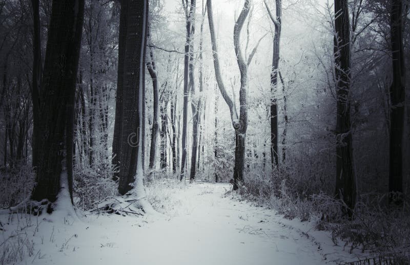 Dark Winter Woods with Snow Stock Photo - Image of seasonal, outdoors ...