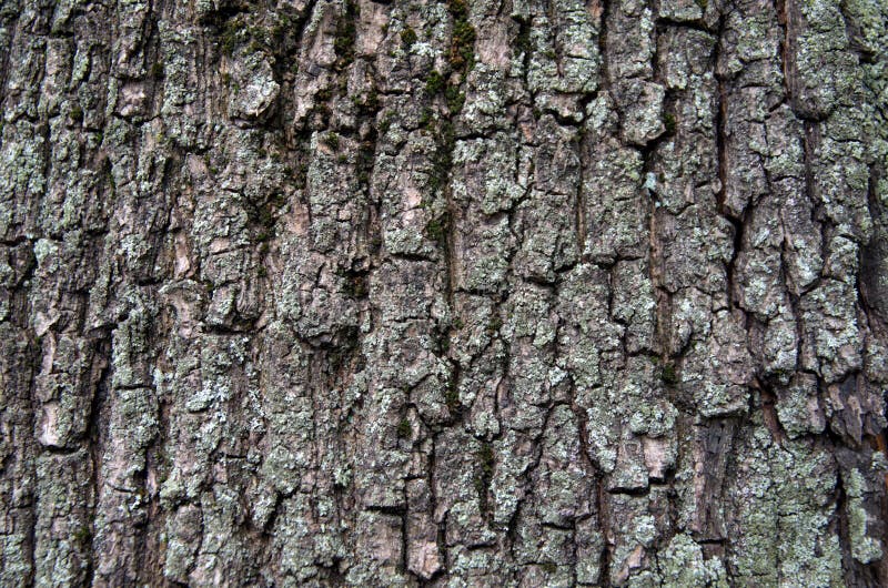 Dark wood texture bark royalty free stock photography