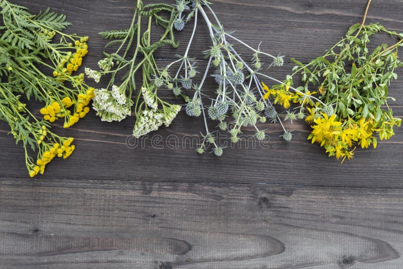 On a dark wooden background are plants used in medicine - tansy Latin Tanacétum, yarrow Latin Achilléa millefólium, bluehead Latin Erýngium, St. John`s wort Latin Hypericum