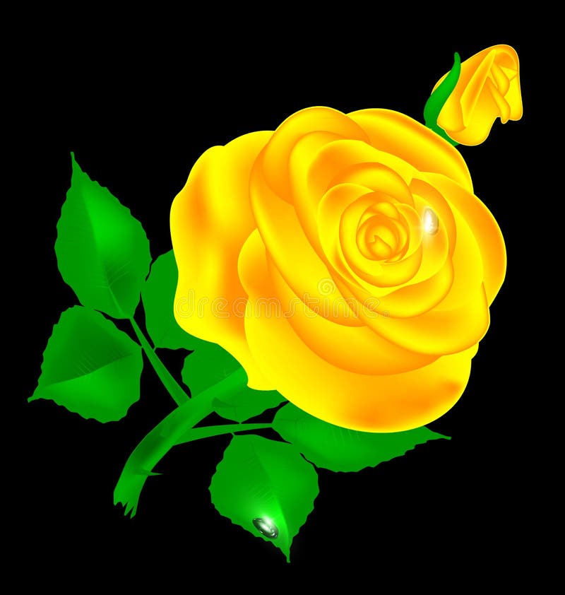 Yellow Rose Black Background Stock Illustrations 16,801 Yellow Rose