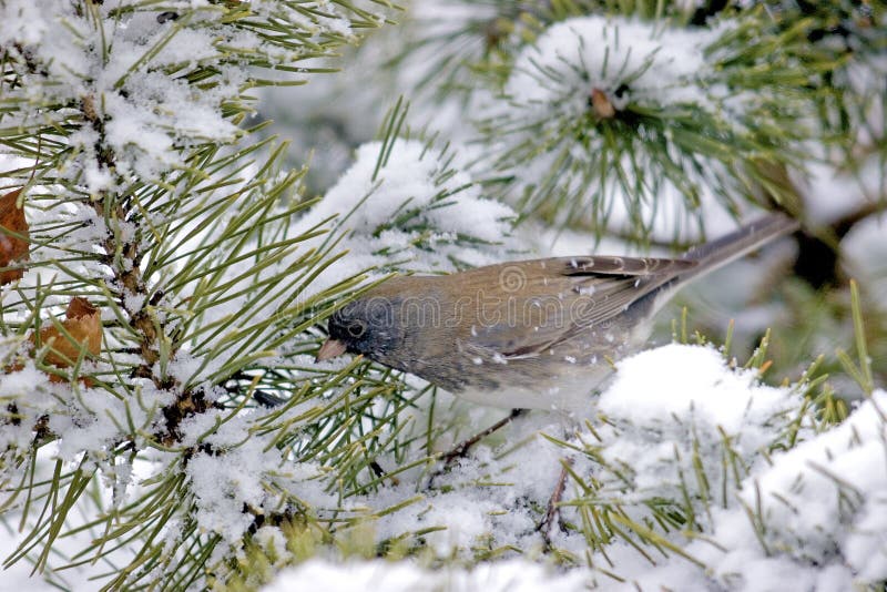 Darkeyed junco 702924. Darkeyed junco slatecolored form en mugo pinar cubierto de nieve en invierno en arlington high illinois 702924 junco hyemalis