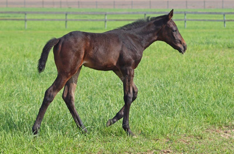 A Darkbay Foal on a Pasture Stock Image Image of foal, filly 32210551