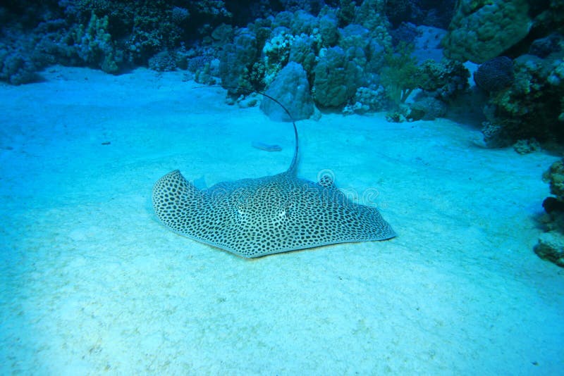 Darkspotted Stingray (Himantura uarnak) on a sandy bottom beside a coral reef