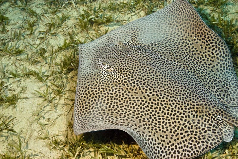 Darkspotted stingray