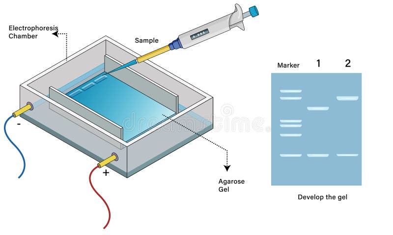 Darstellung der Agarosegel-Elektrophorese-Technik für die DNA-Analyse auf dem wissenschaftlichen Konzept des weißen Hintergrundlab stock abbildung