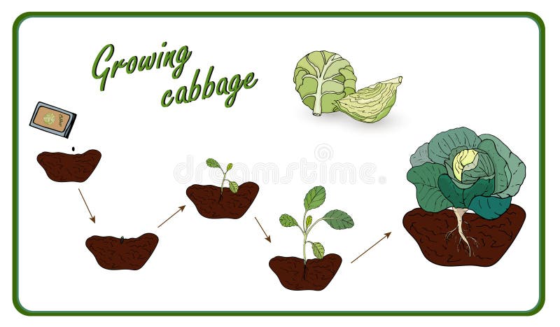 Darstellung der Stufen des Anbaus von Kohl von Saatgut zu Ernte, Anpflanzung, Setzlinge, Kohl Vector lizenzfreie abbildung Darstellung der Stufen des Anbaus von Kohl von Saatgut zu Ernte, Anpflanzung, Setzlinge, Kohl Vector lizenzfreie abbildung