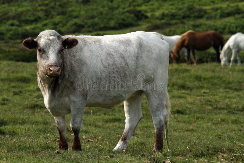 Dartmoor has many different breeds of free roaming cows, calves & bullocks ; enjoying their ability to move freely among the many granite tors & hills in Devon. Dartmoor has many different breeds of free roaming cows, calves & bullocks ; enjoying their ability to move freely among the many granite tors & hills in Devon