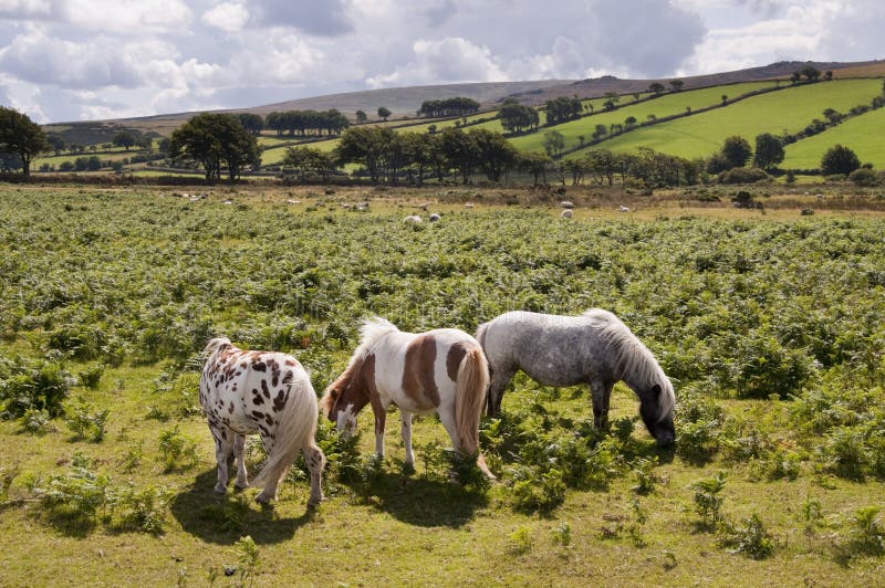 Dartmoor ponies