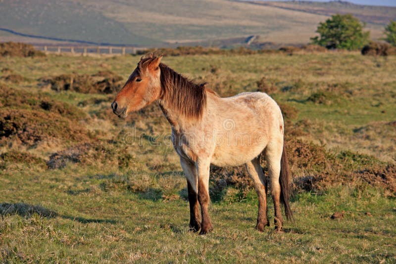 Dartmoor Wilde Ponys Im Schnee Stockbild Bild von england, nahrung