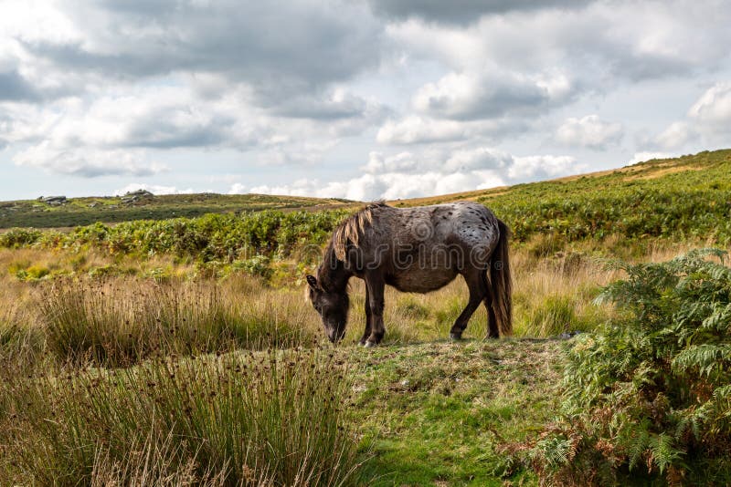 A Dartmoor Pony in Dartmoor National Park, Devon Stock Photo Image of