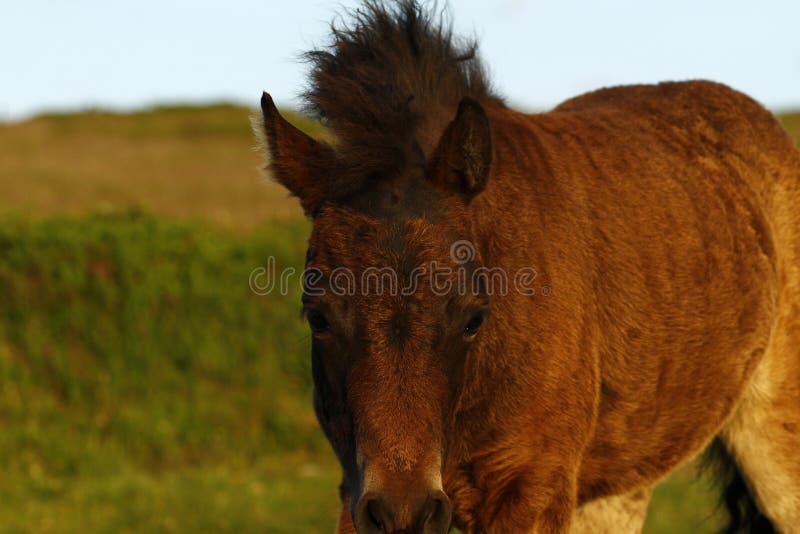 Dartmoor Pony stock photo. Image of farm, foal, dartmoor 44698866