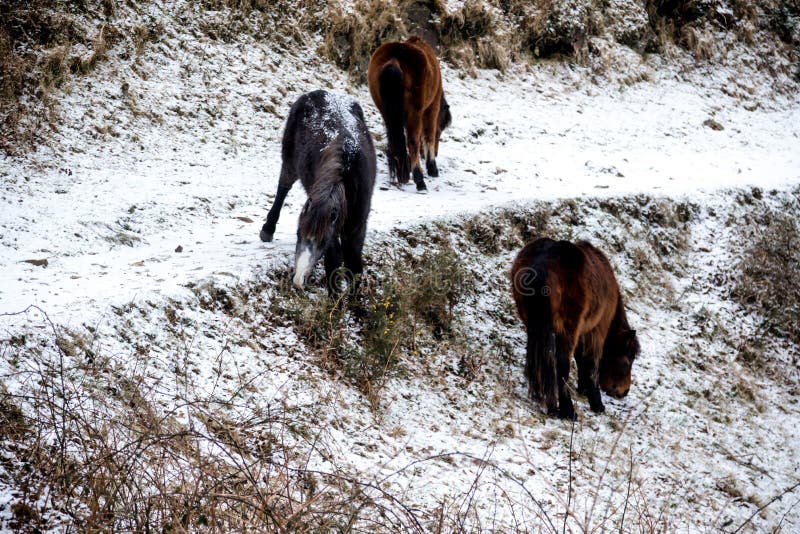 Dartmoor Reino Unido durante la bestia a partir del 2018 del este imágenes de archivo libres de regalías Dartmoor Reino Unido durante la bestia a partir del 2018 del este imágenes de archivo libres de regalías