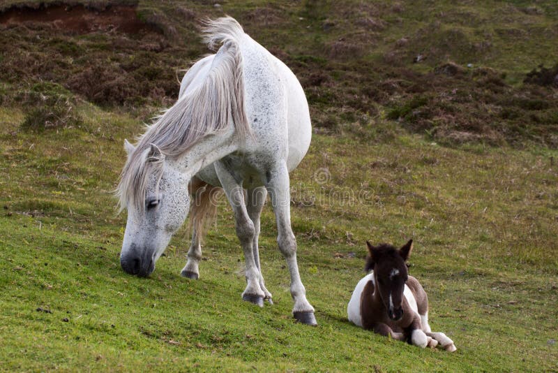 Dartmoor Pony Sheltering Op Dartmoor Stock Foto Image of poney