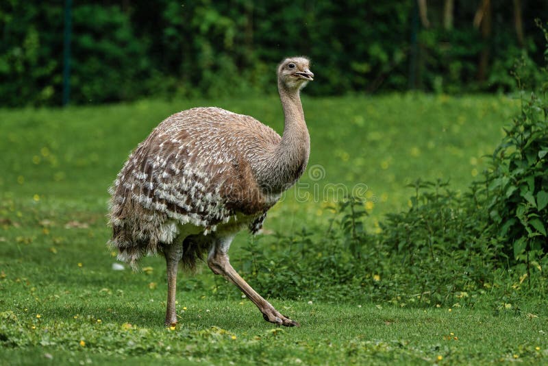 Darwin`s rhea, Rhea pennata also known as the lesser rhea. It is a large flightless bird, but the smaller of the two extant species of rheas. Darwin`s rhea, Rhea pennata also known as the lesser rhea. It is a large flightless bird, but the smaller of the two extant species of rheas.