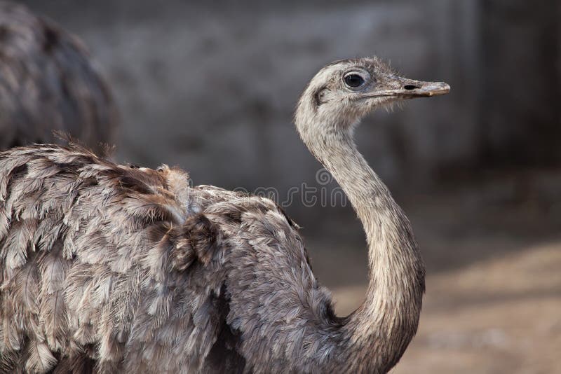 Darwin's rhea (Rhea pennata), also known as the lesser rhea. Wild life animal. Darwin's rhea (Rhea pennata), also known as the lesser rhea. Wild life animal.