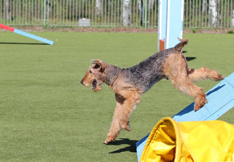 Das Airdale Terrier am Training auf Hundebeweglichkeit stockfotografie Das Airdale Terrier am Training auf Hundebeweglichkeit stockfotografie