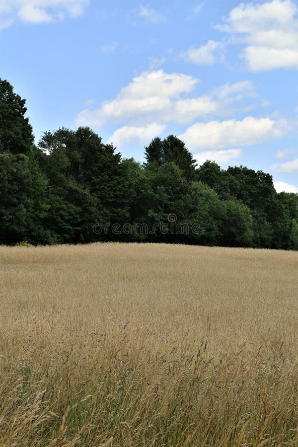 Das allgemeine Feld im Sommer, Stadt von Groton, Middlesex County, Massachusetts, Vereinigte Staaten stockbild Das allgemeine Feld im Sommer, Stadt von Groton, Middlesex County, Massachusetts, Vereinigte Staaten stockbild