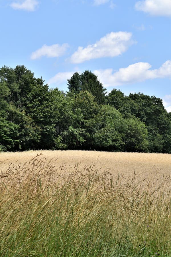 Das allgemeine Feld im Sommer, Stadt von Groton, Middlesex County, Massachusetts, Vereinigte Staaten lizenzfreies stockfoto Das allgemeine Feld im Sommer, Stadt von Groton, Middlesex County, Massachusetts, Vereinigte Staaten lizenzfreies stockfoto