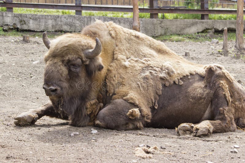 Das Amerikaner-Bison Buffalo-Seitenprofil stockfoto Das Amerikaner-Bison Buffalo-Seitenprofil stockfoto