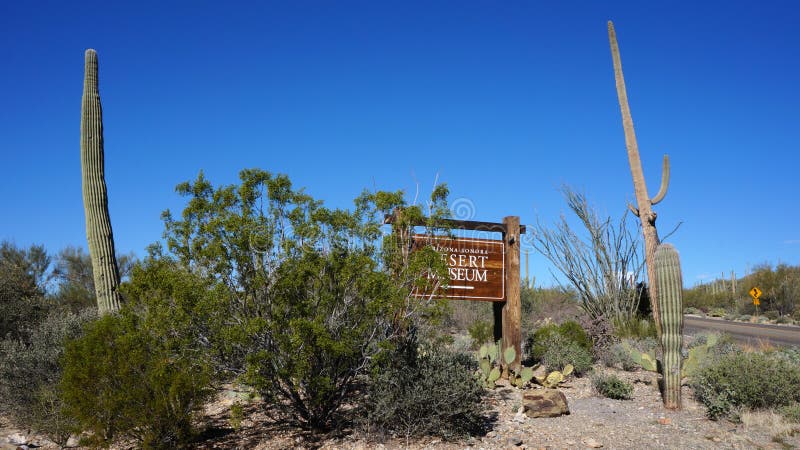 Das Arizona-Sonora-Wüsten-Museum lizenzfreie stockfotos Das Arizona-Sonora-Wüsten-Museum lizenzfreie stockfotos