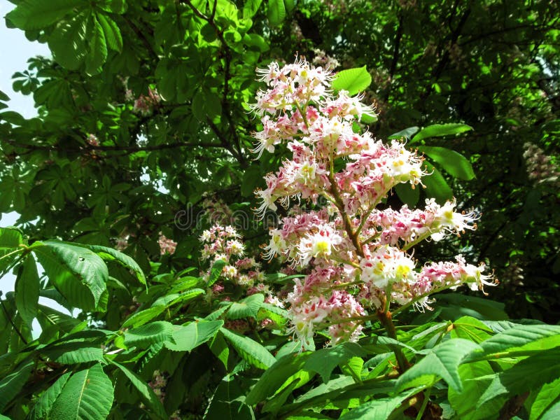 Das aufgerichtete panicle der Rosskastanie mit rosa-weißen Blumen auf einem Hintergrund des grünen Laubs lizenzfreie stockfotos Das aufgerichtete panicle der Rosskastanie mit rosa-weißen Blumen auf einem Hintergrund des grünen Laubs lizenzfreie stockfotos