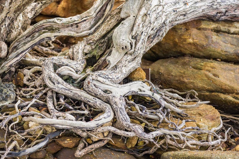 Das ausgebreitete Wurzelwerk des alten Baums aus den Grund Die Vielzahl von Formen in der wilden Natur E stockbild