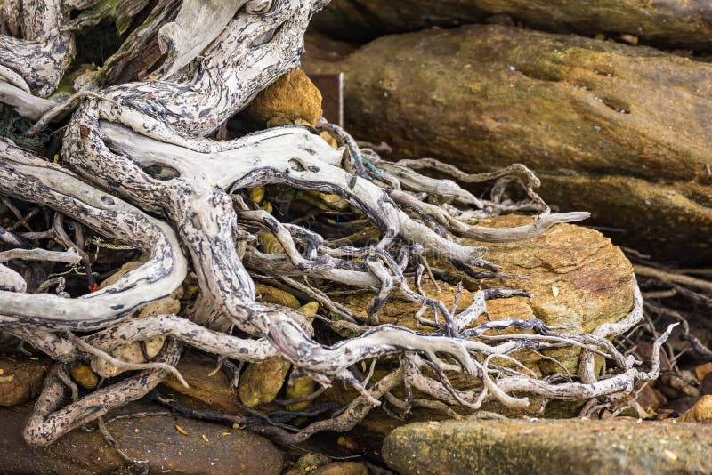Das ausgebreitete Wurzelwerk des alten Baums aus den Grund Die Vielzahl von Formen in der wilden Natur E lizenzfreie stockfotos