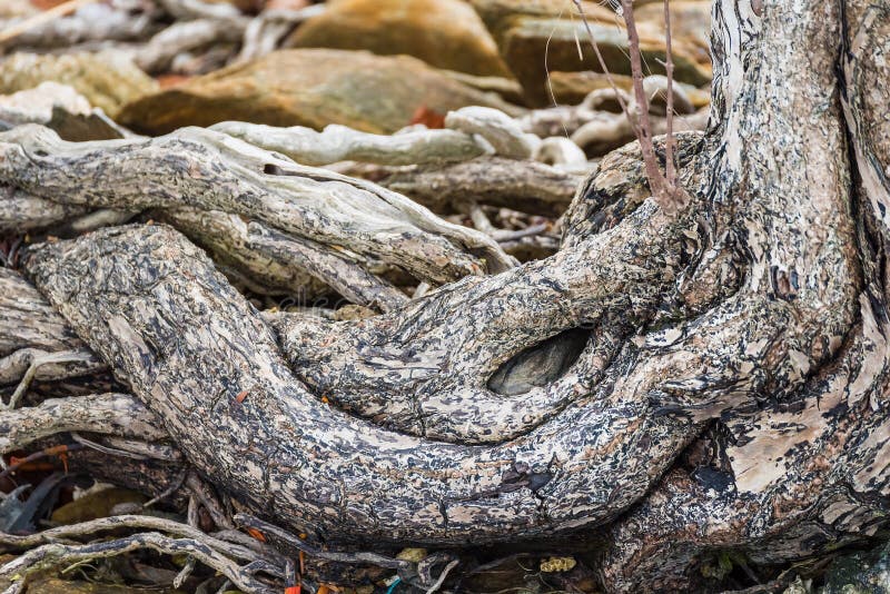 Das ausgebreitete Wurzelwerk des alten Baums aus den Grund Die Vielzahl von Formen in der wilden Natur E stockfoto