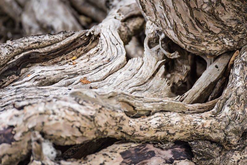Das ausgebreitete Wurzelwerk des alten Baums aus den Grund Die Vielzahl von Formen in der wilden Natur E lizenzfreie stockbilder